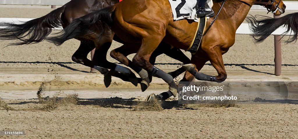 Thoroughbred horse racing - Galloping