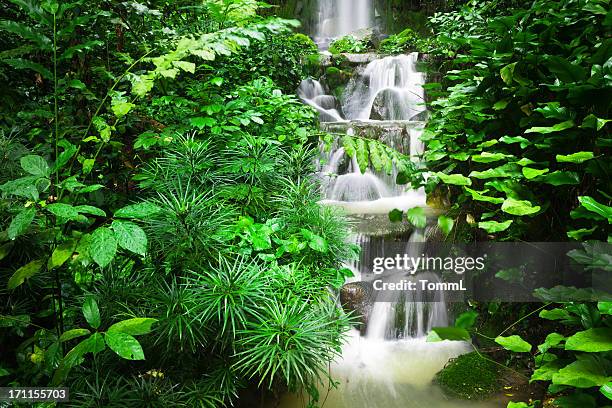 cascading water - jurong bird park bildbanksfoton och bilder