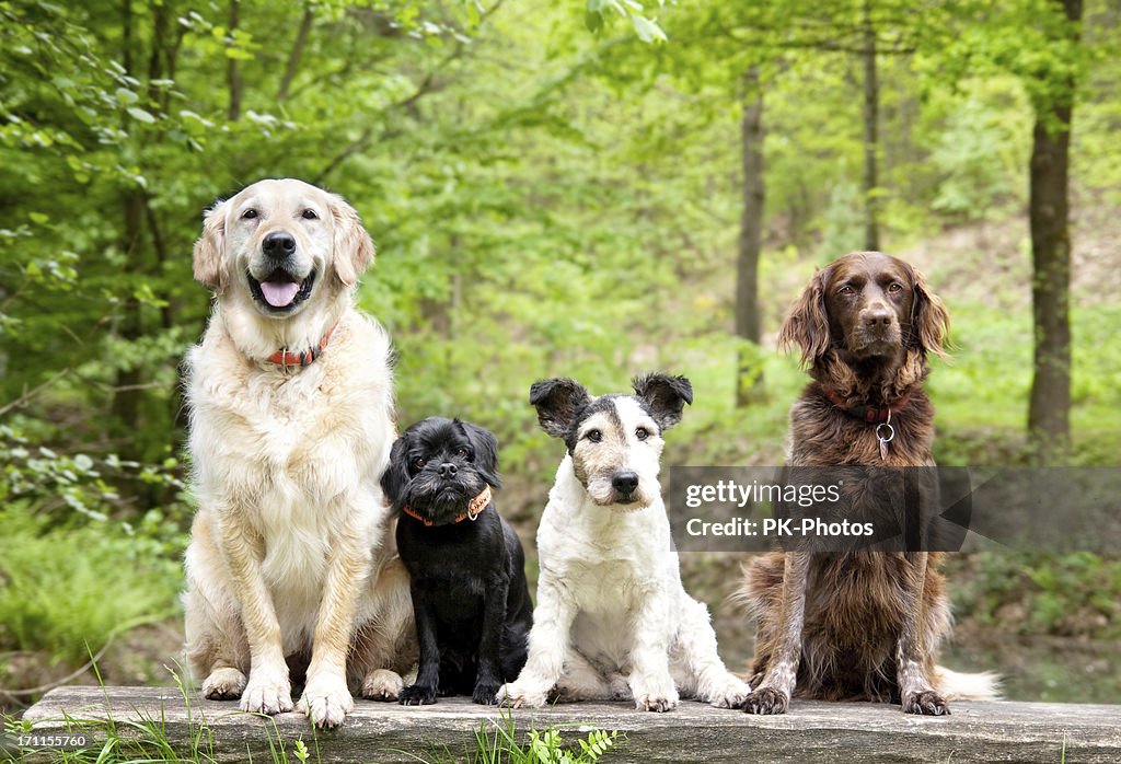 Dogs in the forest