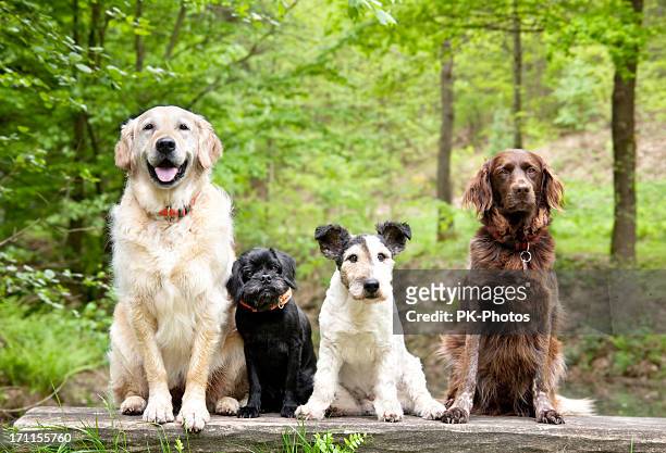 dogs in the forest - purebred dog stock pictures, royalty-free photos & images