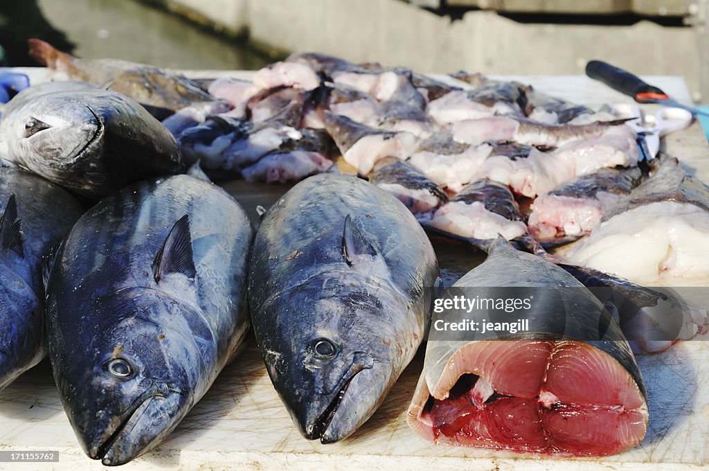 Tuna on quayside fish stall