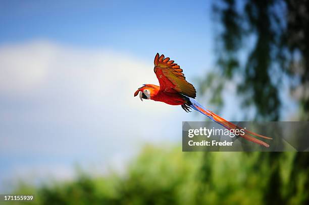 hellroter ara im flug - scarlet macaw stock-fotos und bilder