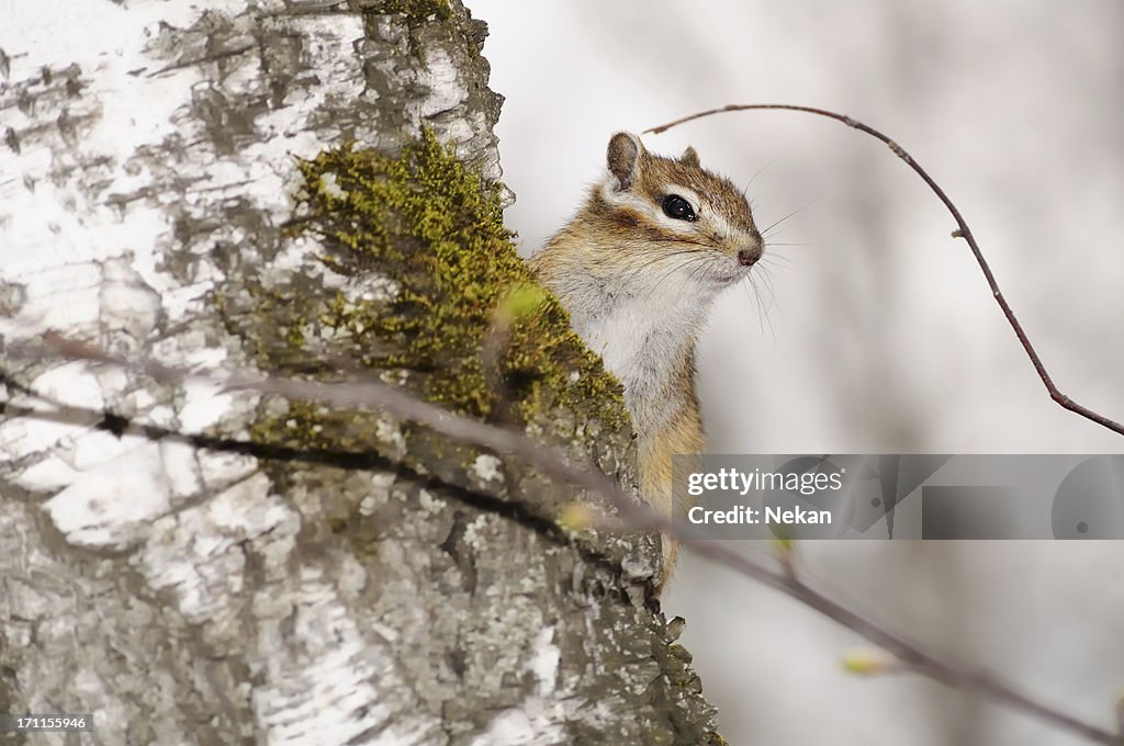 Chipmunk on a tree trunk.