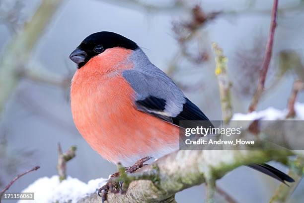 bullfinch (pyrrhula-pyrrhula) - eurasian bullfinch stock pictures, royalty-free photos & images