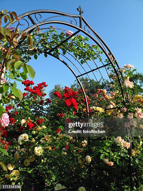 rose gate - garden gate rose stock pictures, royalty-free photos & images