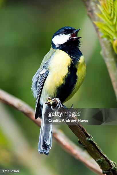 chapim-real (parus major) - chapim real imagens e fotografias de stock