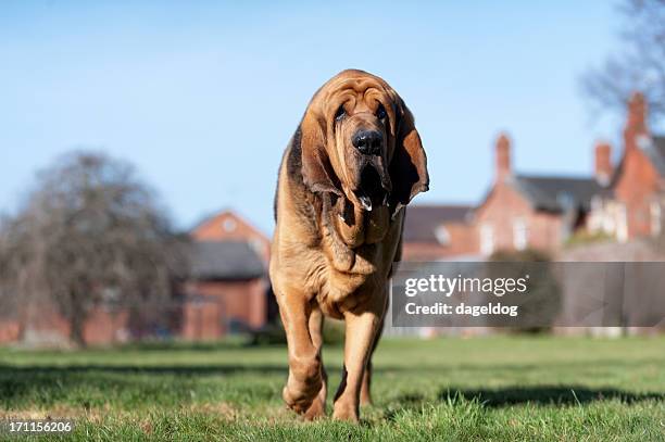 the guard dog! - bloodhound stock pictures, royalty-free photos & images