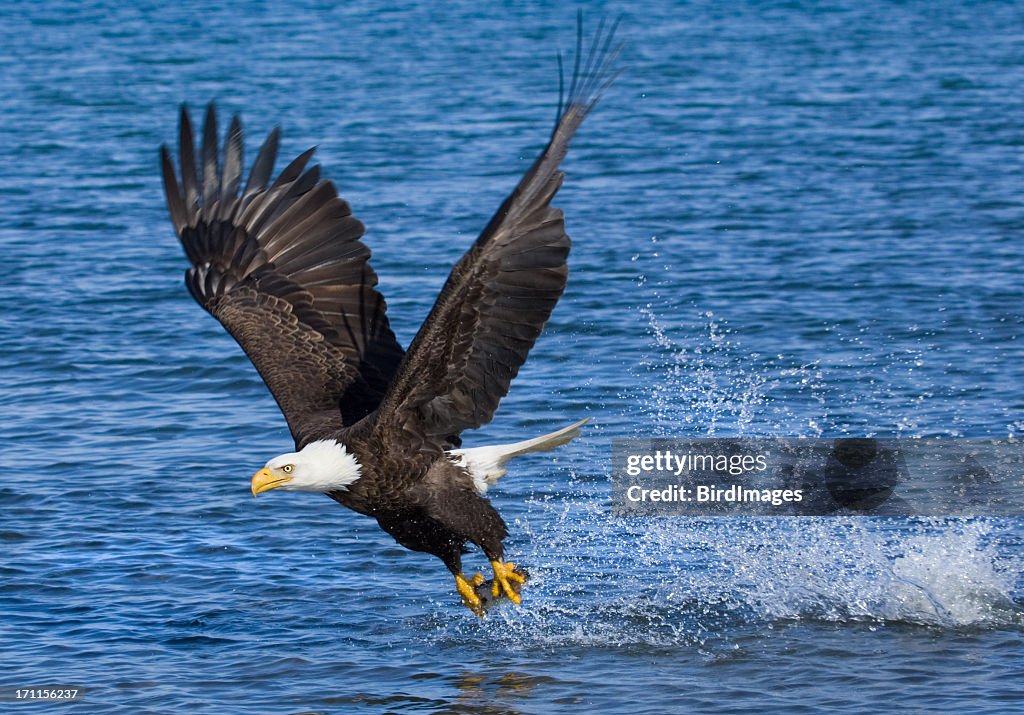 Blad Eagle catching fish - Alaska