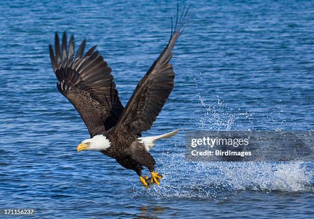 blad eagle catching fish - alaska - blad stock pictures, royalty-free photos & images