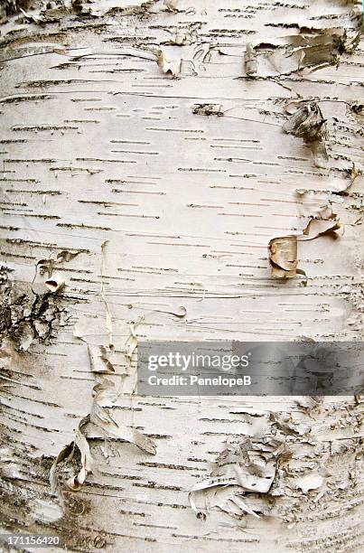 bétula casca de árvore - bétula imagens e fotografias de stock