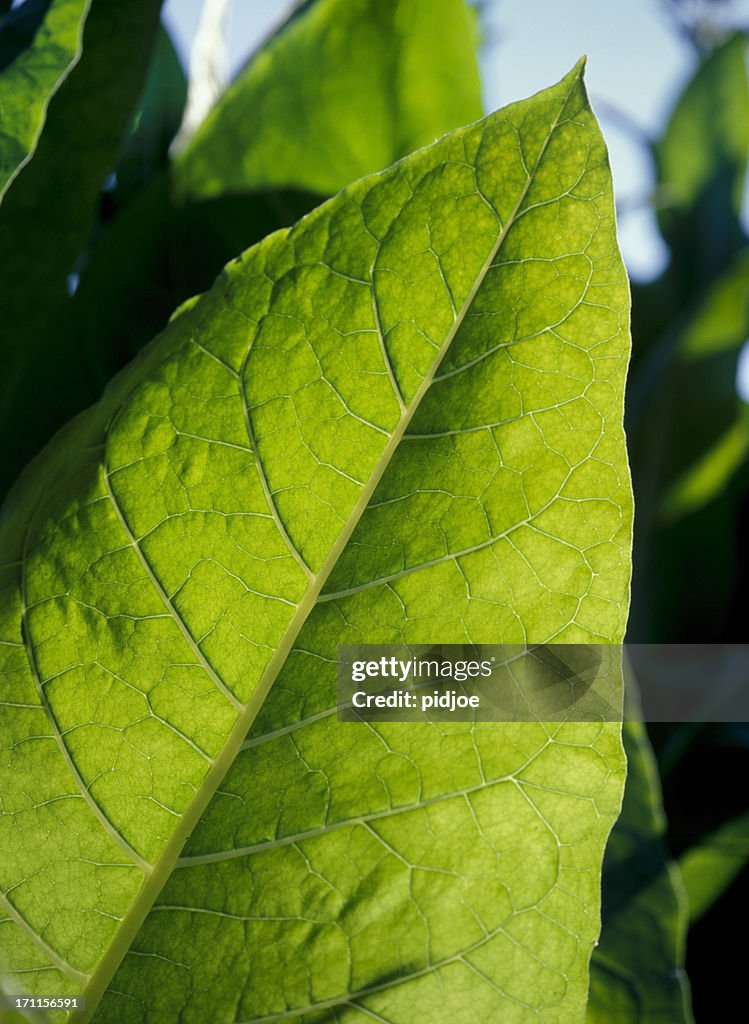 Hoja de tabaco