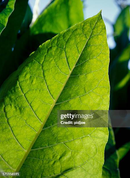 hoja de tabaco - cultivo de tabaco fotografías e imágenes de stock