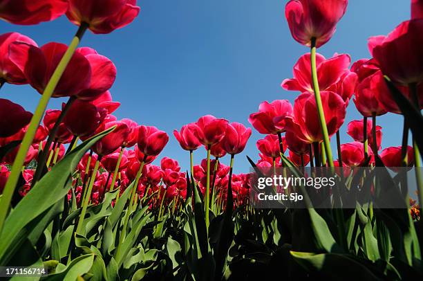 feld von tulpen - gartentulpe stock-fotos und bilder