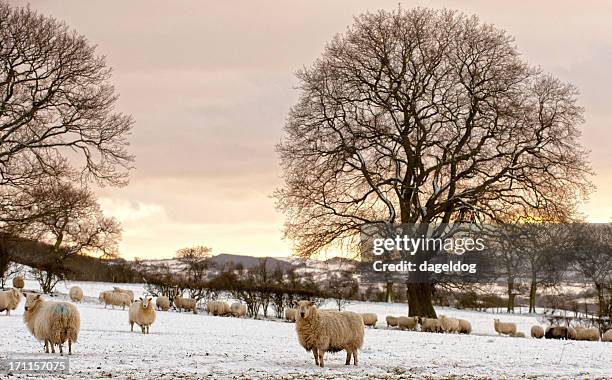 in the bleak midwinter - shropshire sheep bildbanksfoton och bilder