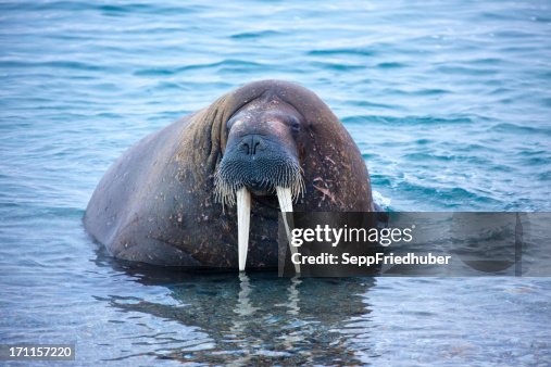 Walrus close up in Spitzbergen