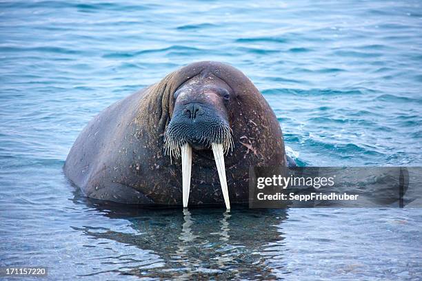 walrus close up in spitzbergen - arctic walrus stock pictures, royalty-free photos & images