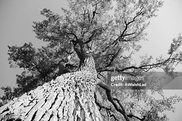 big old elm tree seen from below - alm bildbanksfoton och bilder