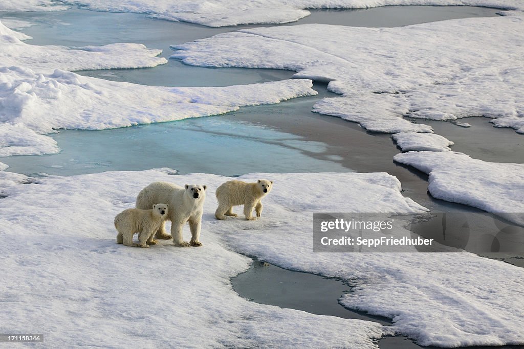 Three Polar bears on an ice flow