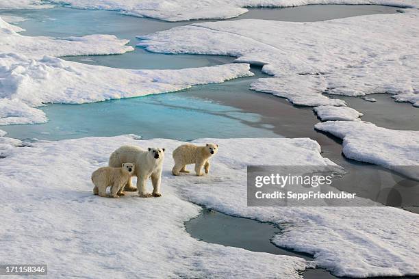 three polar bears on an ice flow - polar climate stock pictures, royalty-free photos & images