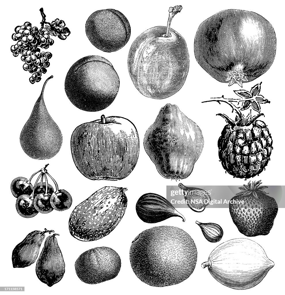 Garden Fruit Illsutrations | Antique Farming Food Clipart