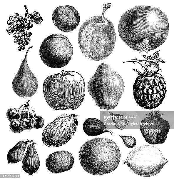 garden fruit illsutrations | antique farming food clipart - plum stock illustrations