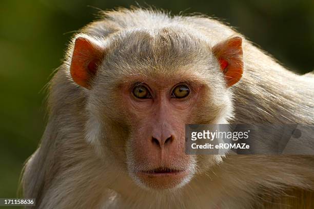 monkey - rhesus macaque stock pictures, royalty-free photos & images