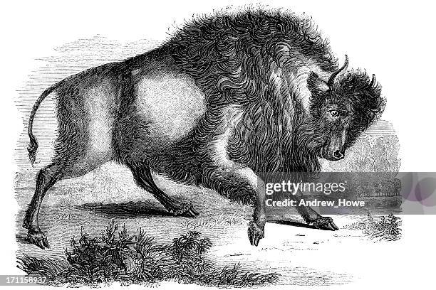 american bison illustration - american bison stock illustrations