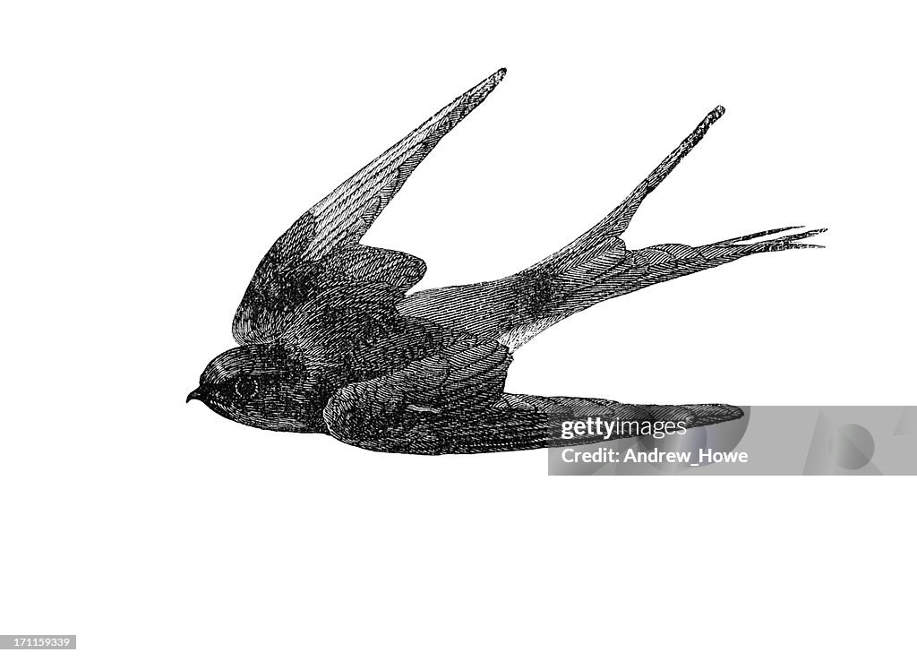 Swallow Illustration