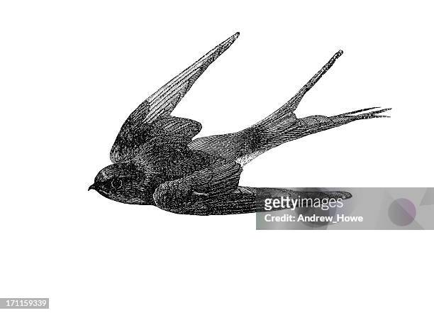 swallow illustration - animal wildlife stock illustrations