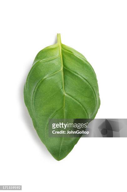 basil - basil stock pictures, royalty-free photos & images