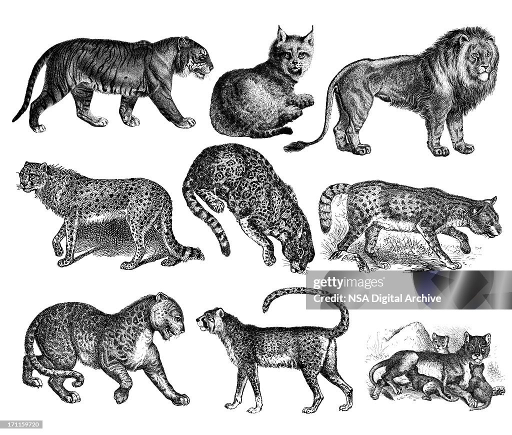 Wild Cats - Tiger, Lion, Lynx, Cheetah, Jaguar, Leopard