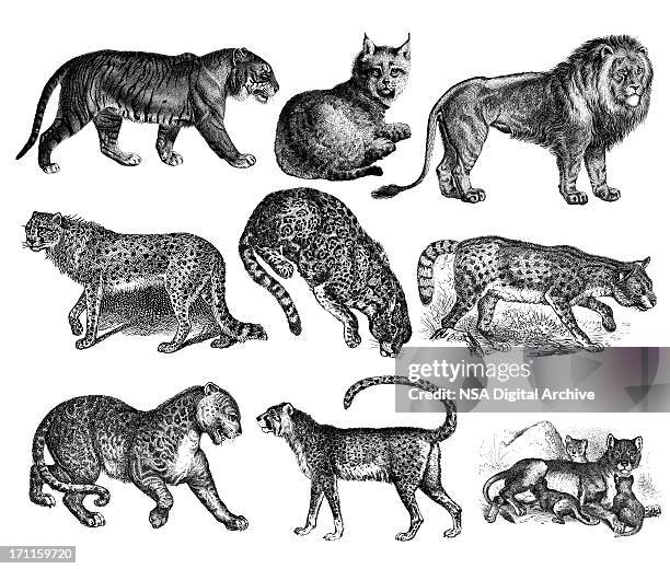 wild cats - tiger, lion, lynx, cheetah, jaguar, leopard - animals in the wild stock illustrations