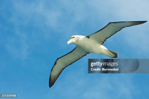 albatroz-arisco voando para o mar - albatros - fotografias e filmes do acervo