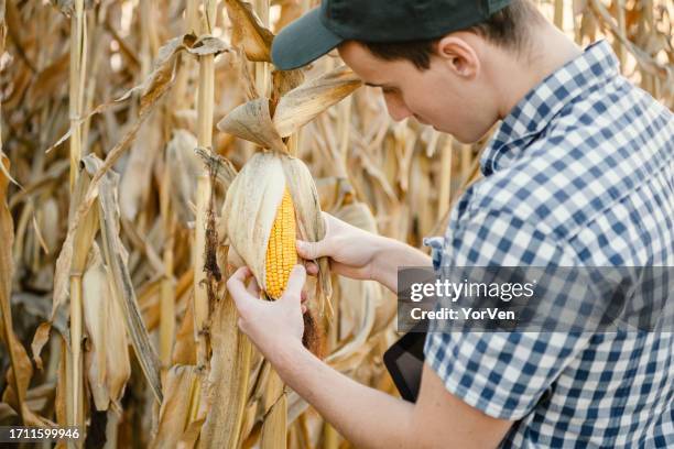 close-up of farmer examining corn quality in agriculture field - may 19 stock pictures, royalty-free photos & images