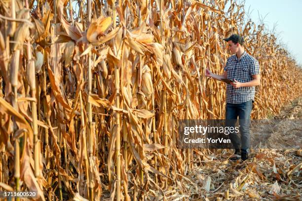 male farmer examining corn crop quality with digital tablet - may 19 stock pictures, royalty-free photos & images