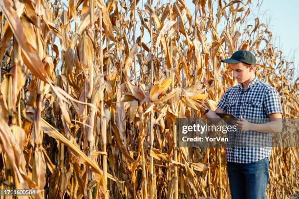 male farmer examining corn crop quality with digital tablet - may 19 stock pictures, royalty-free photos & images