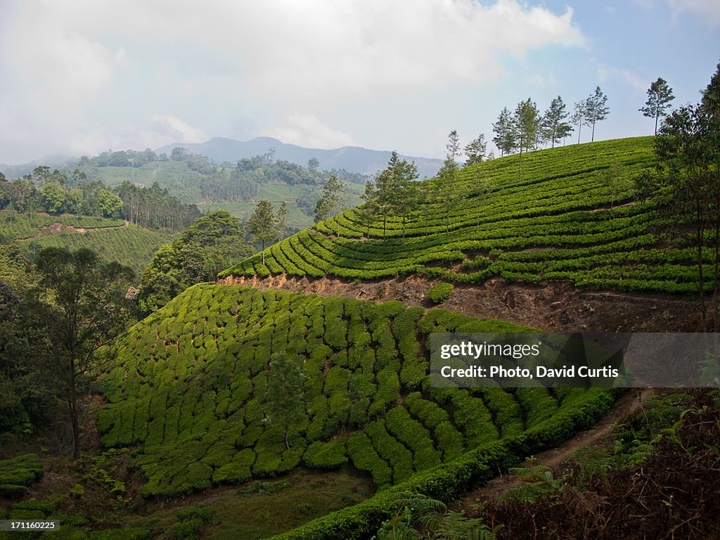 South India Kerala Munnar Tea Plantation