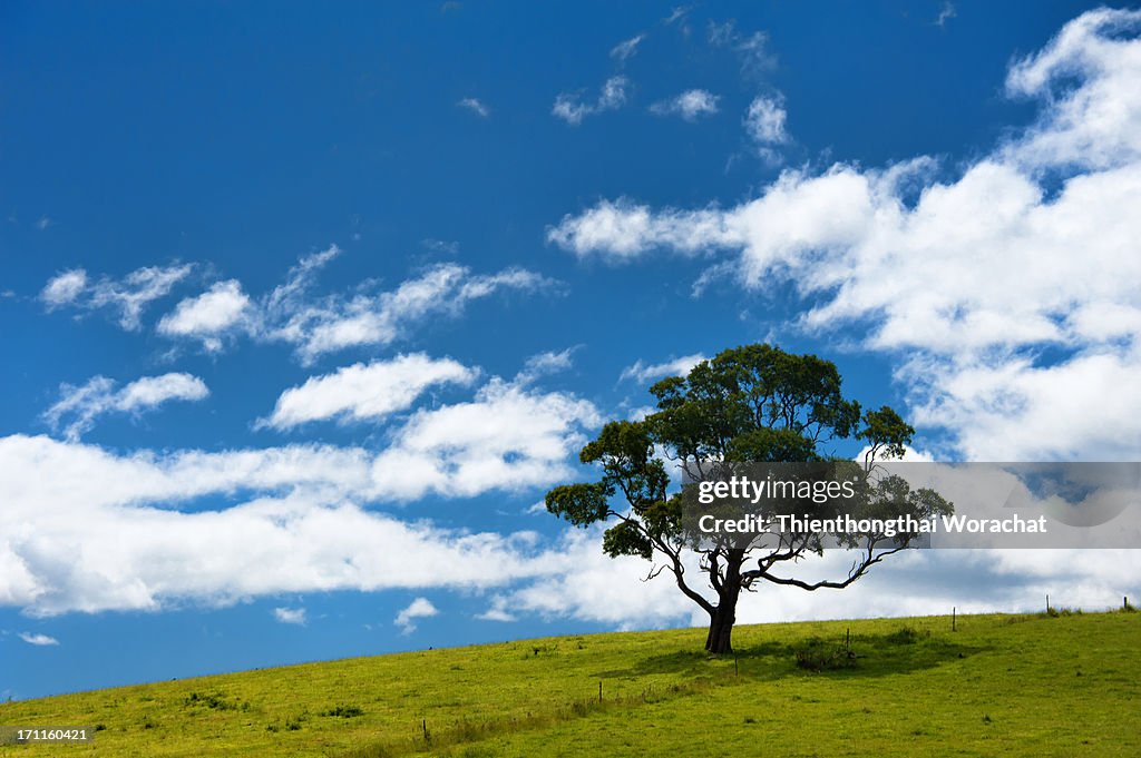 The Big Tree
