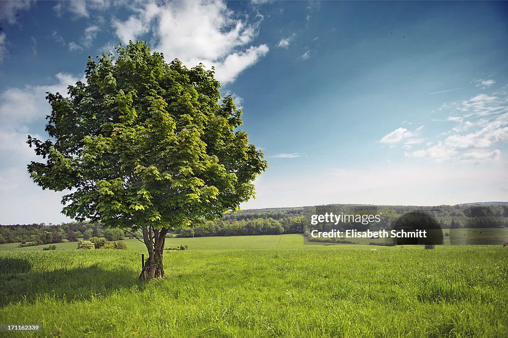 Single maple tree in rural setting