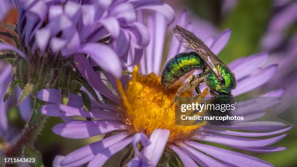 sweat bees, (augochlorella pura) , augochlorini, halictidae, halicte pure. - metallic green bee stock pictures, royalty-free photos & images