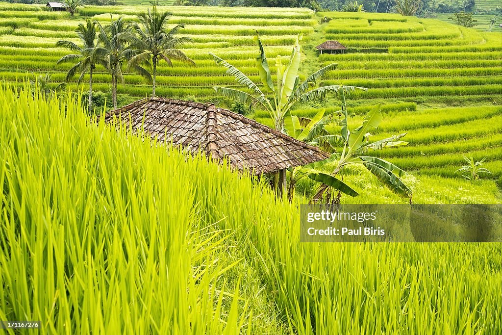 Bali Rice Terrace Field