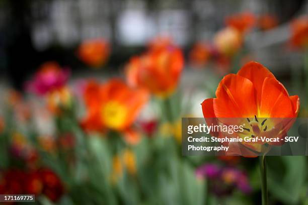 orange tulip in paris - graf vocat stock-fotos und bilder