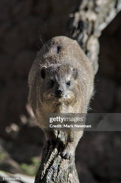 rock hyrax - tree hyrax stock pictures, royalty-free photos & images