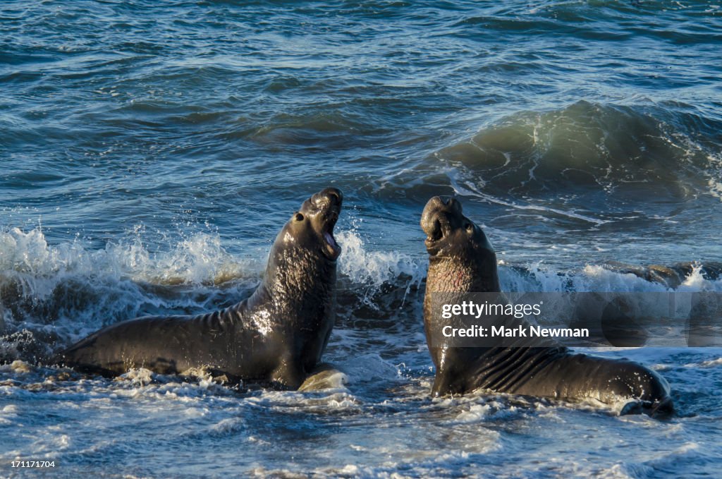 Northern Elephant Seal
