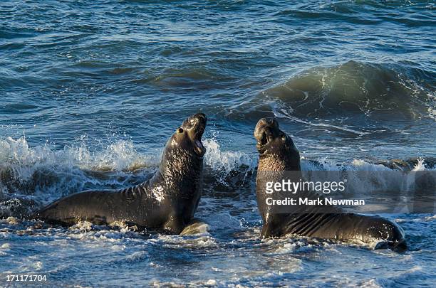 northern elephant seal - elephant seal stock pictures, royalty-free photos & images