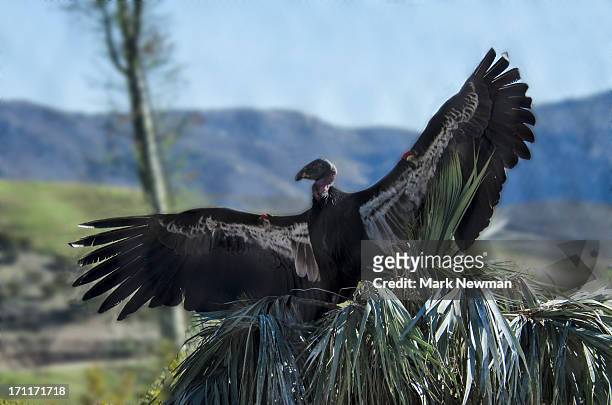 endangered california condor - california condor stock pictures, royalty-free photos & images