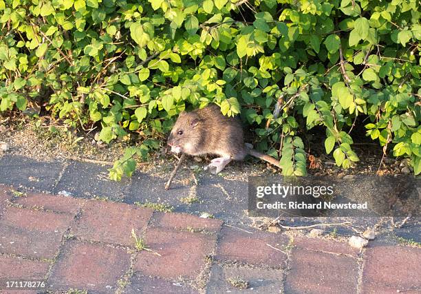 Random Backstreet Rats Street Rats Photos and Premium High Res Pictures - Getty Images