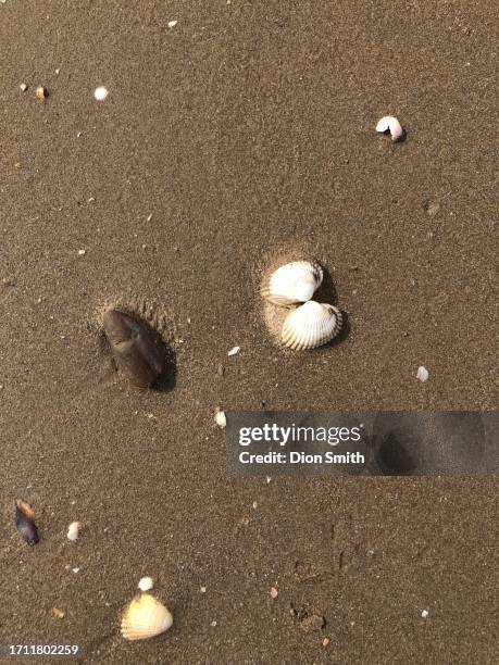 beach shells - llansteffan wales 2 - llansteffan stock pictures, royalty-free photos & images