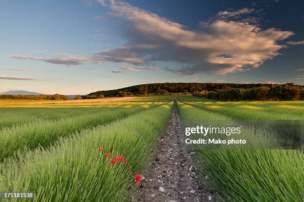 lavender fields in south france - drome stock pictures, royalty-free photos & images