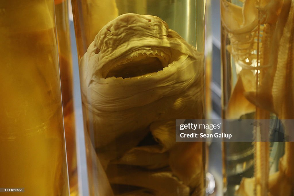 A Spectacle Of Specimens Highlights Natural History Museum Collections